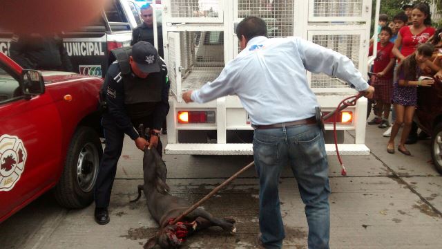 ¡2 perros pitbull atacaron a una niña en Aguascalientes y la dejaron al borde de la muerte!