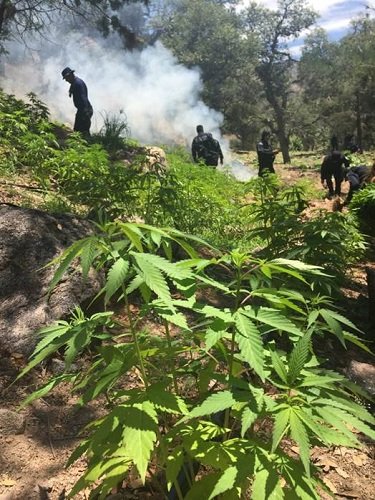 ¡Incinera la Policía Federal 73 toneladas de marihuana en Sonora!