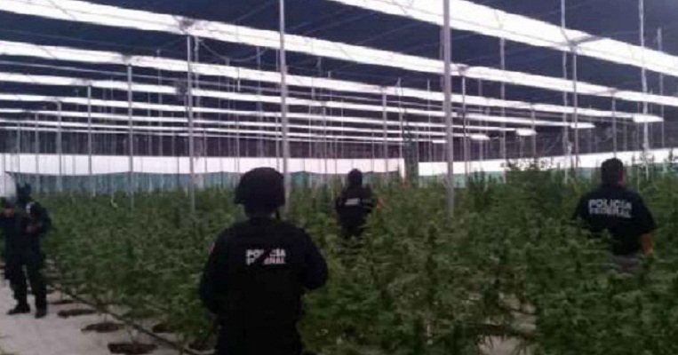¡Revientan mega- invernadero de marihuana en Jalisco; capturan a 25 implicados!