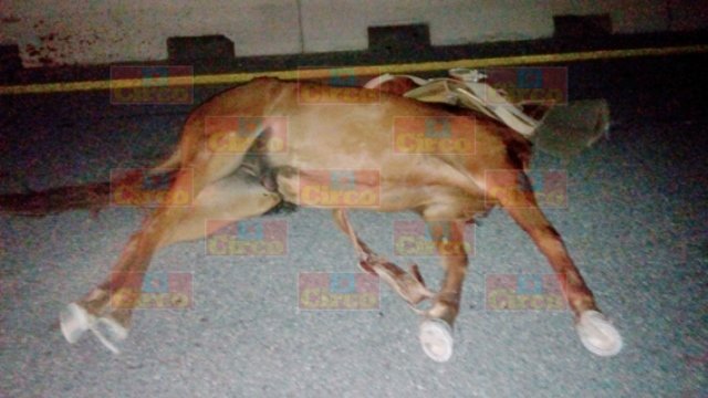 ¡2 lesionados tras de que una camioneta embistió un caballo y su jinete en Lagos de Moreno!