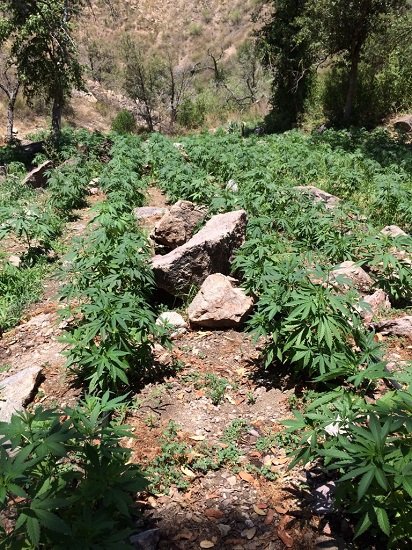 ¡Destruyó la policía Federal 5 toneladas de marihuana en Baja California!