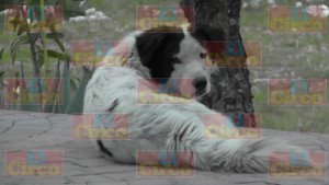 ATACA PERRO A MENOR_02