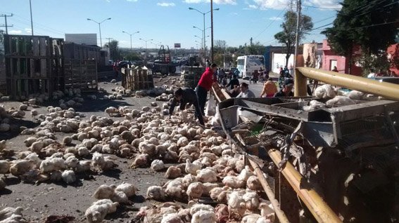¡Impresionante accidente de un tráiler que transportaba pollos en Aguascalientes!