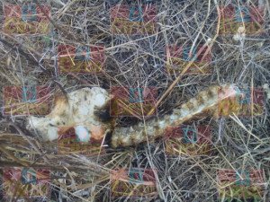 RESTOS HUMANOS QUEMADOS CON LEÑA EN NARCOFOSA EN LAGOS DE MORENO_02