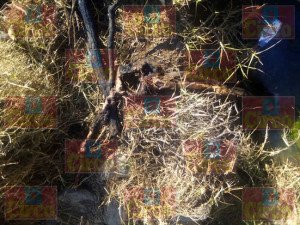 RESTOS HUMANOS QUEMADOS CON LEÑA EN NARCOFOSA EN LAGOS DE MORENO_05