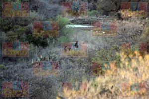 RESTOS HUMANOS QUEMADOS CON LEÑA EN NARCOFOSA EN LAGOS DE MORENO_08