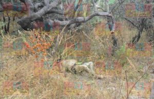 CAPTURAN A MULTIHOMICIDA EN LAGOS DE MORENO_03