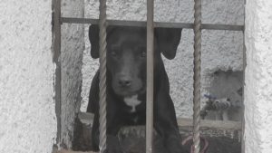 foto 2 animales de compañia