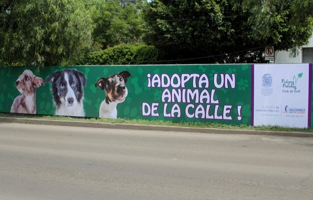 ¡Amplía el Gobierno Municipal estrategias de concientización en materia de bienestar animal!