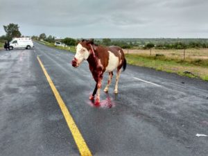 CABALLOS (6)