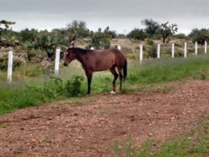 CABALLOS (9)