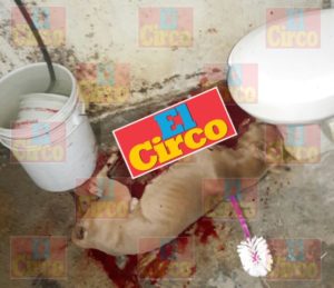 Un Pitbull mata a niño de dos años en Zapopan, Jalisco_02