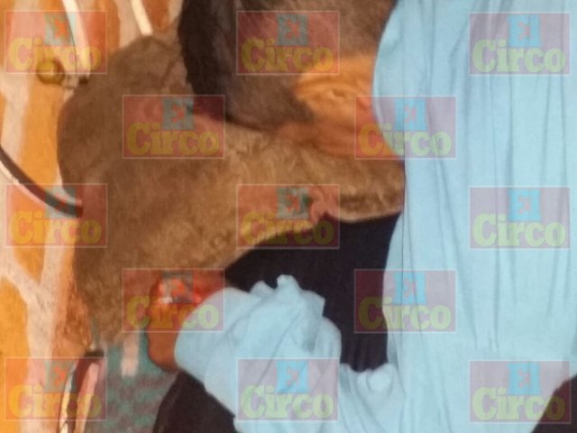 ¡Alcohólico murió en su casa y comenzó a ser devorado por ratas en Lagos de Moreno!