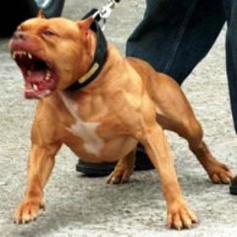 ¡Policías municipales fueron atacados por perros pitbull y sacrificaron a uno en Aguascalientes!