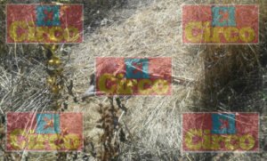 encuentran-osamenta-humana-en-camino-de-terraceria-en-aguascalientes_00