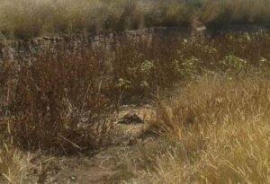 encuentran-osamenta-humana-en-camino-de-terraceria-en-aguascalientes_01