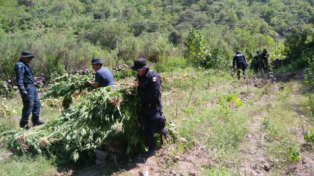 ¡Policía Federal destruyó más de 12 mil plantas de marihuana en cuatro plantíos en Zacatecas!