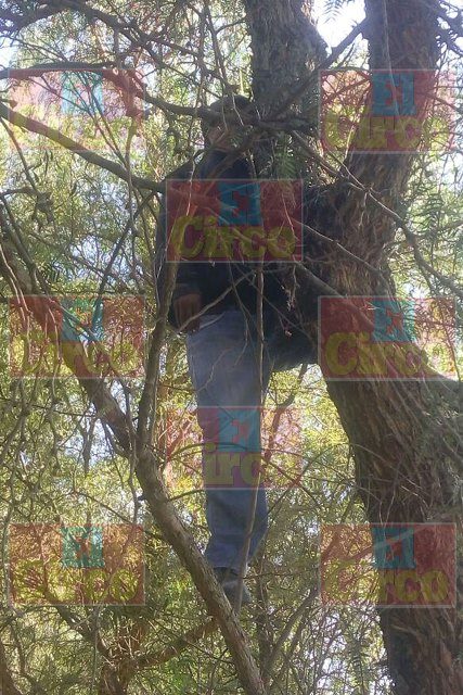 ¡Hallaron a un joven colgado de un árbol en Lagos de Moreno!