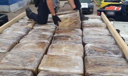 ¡Policías federales aseguraron más de 300 kilos de marihuana en Zacatecas!