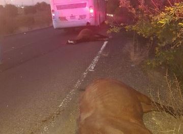 ¡Mueren atropellados 4 caballos por un autobús de pasajeros conducido por un zacatecano!