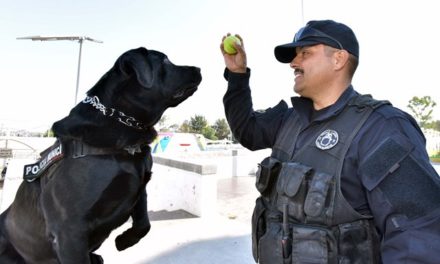 ¡“Matt” y “Demond”, perros policía al servicio de Aguascalientes!