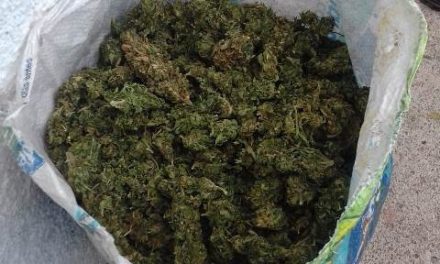 ¡Policías estatales y municipales de Calvillo aseguraron cargamento de 6 kilos de marihuana!