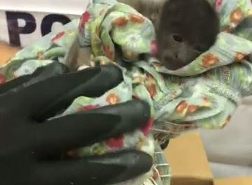 ¡Policía Federal rescató a un mono bebé y dos tucanes dentro de una caja en la central de autobuses de Tlaquepaque, Jalisco!