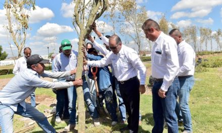 ¡Inicia plantación de mil árboles de grandes dimensiones para reforestar zonas urbanas!