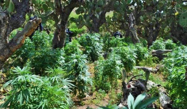 ¡Militares localizaron y destruyeron 101 plantíos de marihuana en Zacatecas!