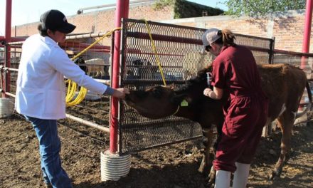 ¡Ofrece Municipio vacunación y desparasitación de ganado gratuita!