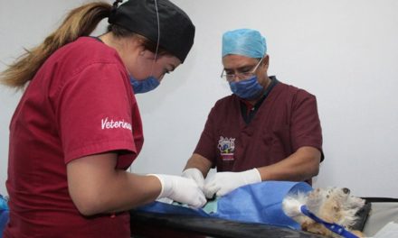 ¡Realiza Municipio de Aguascalientes 290 esterilizaciones gratuitas para mascotas!