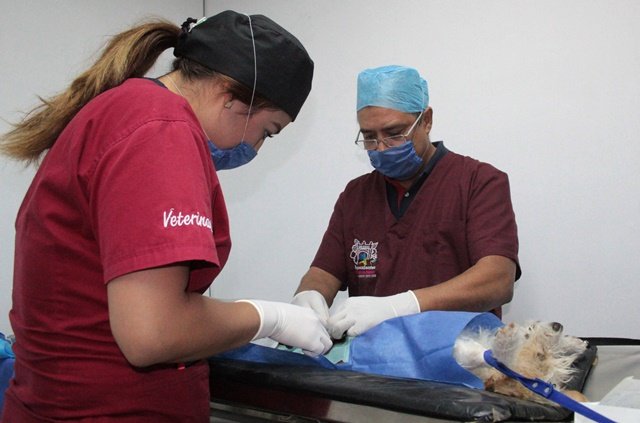 ¡Realiza Municipio de Aguascalientes 290 esterilizaciones gratuitas para mascotas!