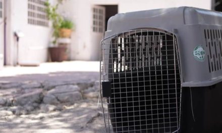 ¡Concluye campaña de esterilización de mascotas el Ayuntamiento de Pabellón de Arteaga!