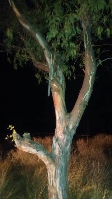 ¡Joven se colgó de la rama de un árbol para quitarse la vida en Aguascalientes!