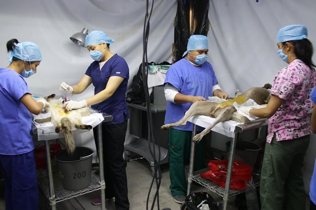 ¡Comienza jornada intensiva de esterilización gratuita de mascotas!