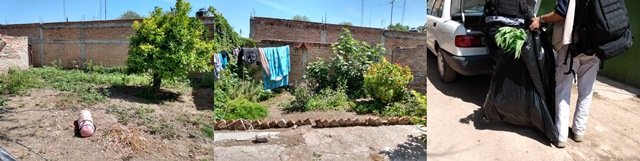 ¡Destruyeron plantío de marihuana y aseguraron 60 plantas en una parcela doméstica en Aguascalientes!