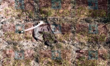 ¡Hallaron restos humanos semi-enterrados y devorados por animales carroñeros en Calera!
