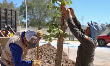 ¡Inician labores de reforestación: primeros 800 árboles en la Isla San Marcos!