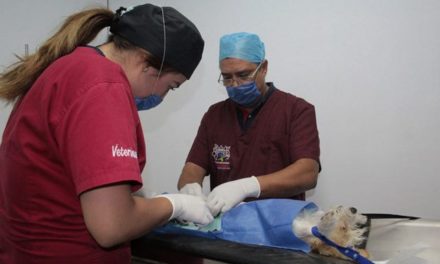 ¡Anuncia municipio de Aguascalientes primera campaña de esterilización canina y felina gratuita 2020!