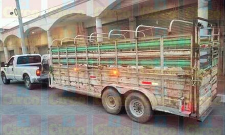 ¡Policías estatales aseguran ganado en San Juan y en Lagos ganaderos se manifiestan en la Ganadera local!