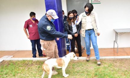 ¡Cumpliendo con normativa, Municipio entregó a PROESPA al perro “Solovino”!