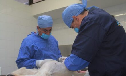 ¡Anuncia Municipio de Aguascalientes nueva campaña gratuita de esterilización canina y felina!