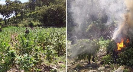 ¡Militares aseguraron y destruyeron cuatro plantíos de marihuana en los límites de Zacatecas y Jalisco!