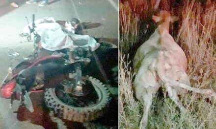 ¡Adolescente motociclista murió tras chocar contra una vaca en Pánfilo Natera!