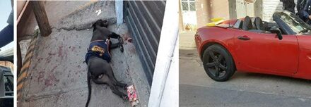 ¡Policías estatales de Aguascalientes detuvieron a un narcomenudista y sacrificaron a balazos a su perro pitbull!