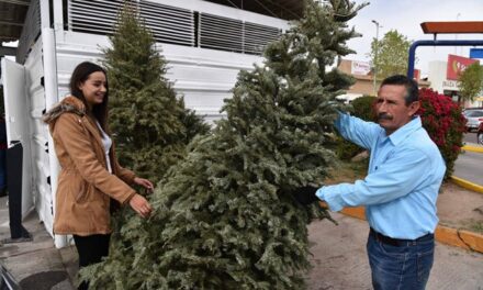 ¡Inicia Municipio de Aguascalientes acopio de árboles navideños naturales!