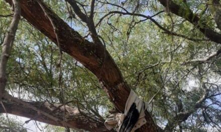 ¡Hombre se ahorcó en un árbol en Rincón de Romos, Aguascalientes!