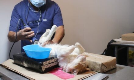 ¡Arrancan jornadas de esterilizaciones gratuitas caninas y felinas!