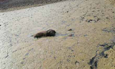 ¡Hallaron muerto en un estanque de agua a un hombre desaparecido en Aguascalientes!
