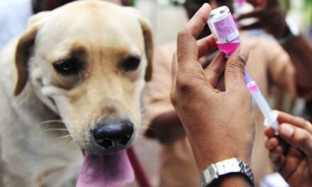 ¡Más de 85 mil vacunas antirrábicas y 4 mil 500 cirugías de esterilización de perros y gatos en Aguascalientes!